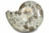 Polished Ammonite (Phylloceras) Fossil - Madagascar #283503-1